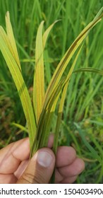 Rice Plant Having Potassium Deficiency Symptoms