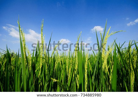 Similar – Foto Bild Grün unter Blau Wiese grün