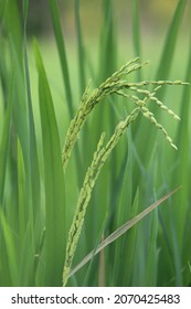 Rice Plant In Paddy Feild