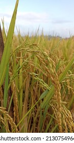 Rice plant ready to harvest. The grain heads are mature and have started to bow down. 