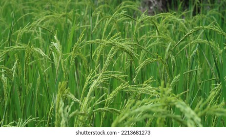 Rice Plants In Batad Luzon Philippines