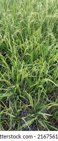 Rice Plants Covered With Nets Guard Against Bird Attacks