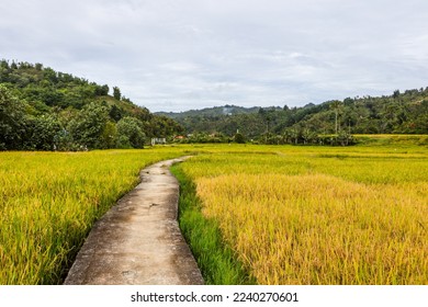  rice plants in rice fields in the countryside. - Shutterstock ID 2240270601