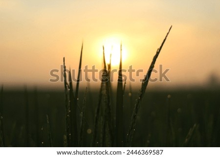 The​ rice plants in the fields that are gushing out with the morning dew are a very beautiful of nature, sunrise light