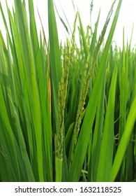 rice plants and green leaves