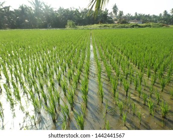 Rice Plants That Are Still 1 Month Old