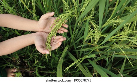 Rice seeds in boy's hand on green rice leaf background.