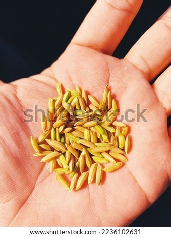 Rice seeds on human hand palm paddy dhan grains closeup image stock photo.