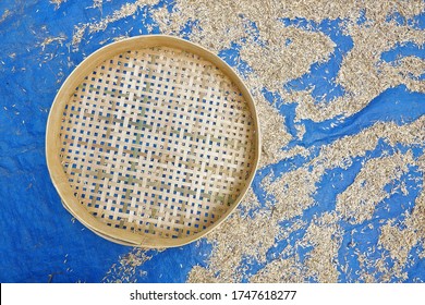 Rice Sieve On Blue Plastic To Dry The Rice Seeds