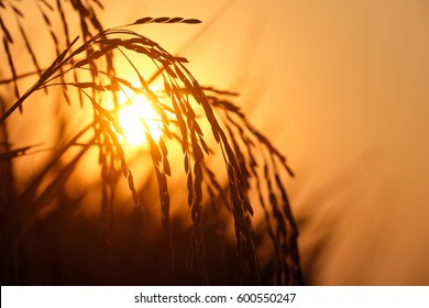 Rice Spike In Rice Field At Sunset Time. 