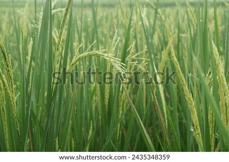 The rice, it starts to contain and heads down the rice flower comes out, just contains the fruit, looks still green, towering upwards, not yet bent, because it is not yet full, the fruit is in the pol ストックフォト © 