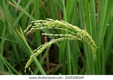 The rice, it starts to contain and heads down the rice flower comes out, just contains the fruit, looks still green, towering upwards, not yet bent, because it is not yet full, the fruit is in the pol ストックフォト © 