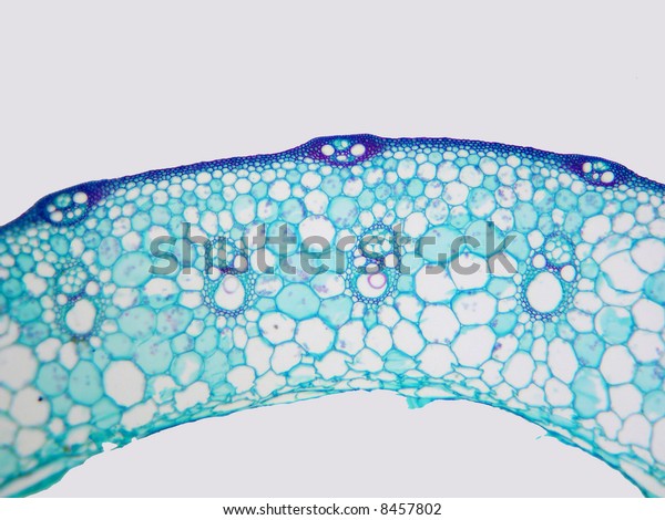 Rice Stem Cross Section Showing Vascular Stock Photo (Edit Now) 8457802