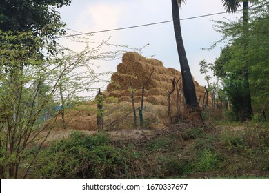Rice Straw Is An Agricultural Byproduct Consisting Of The Dry Stalks Of Cereal Plants After The Grain And Chaff Have Been Removed Is Used For Cattle Feed In Tamil Nadu India