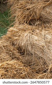 rice straw dried and ready to thatch in the Sundarbans near Kolkata, India