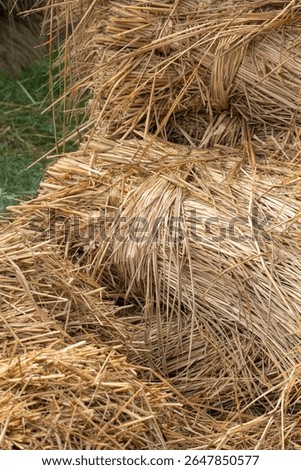 rice straw dried and ready to thatch in the Sundarbans near Kolkata, India