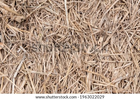 Rice straw texture background image.