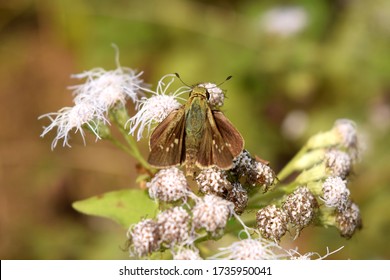 Rice Swift Borbo Cinnara Butterfly On Flower 