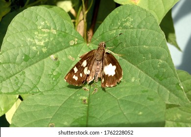 Rice Swift (Borbo Cinnara) Insect On Leave