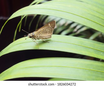 Rice Swift Butterfly Borbo Cinnara