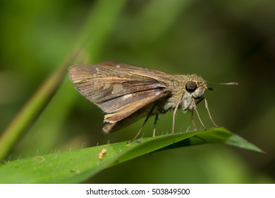 Rice Swift Butterfly (Borbo Cinnara)