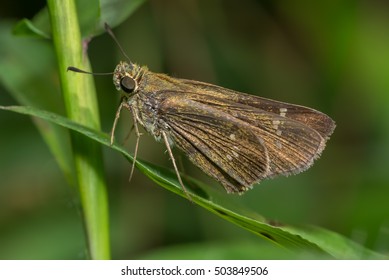 Rice Swift Butterfly (Borbo Cinnara)