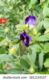 The Rice Swift Butterfly(Borbo Cinnara) In The Park