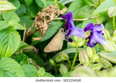 The Rice Swift Butterfly(Borbo Cinnara) In The Park