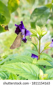 The Rice Swift Butterfly(Borbo Cinnara) In The Park