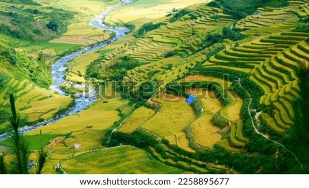 Rice terrace Field Green agriculture beautiful landscape. Ecosystem rice paddy field Vietnam green farm natural brook. Golden green rice terraces in tropical natural sunrise. Sustainability landscape