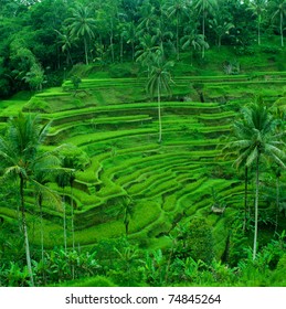 Rice Terrace Fields Indonesia Bali