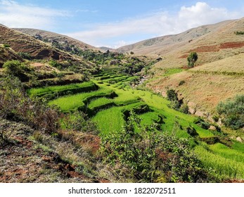 Rice Terrace Fields On Small Hills,  In Ambalavao District At Andringitra  National Park, In Central Madagascar