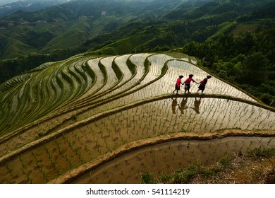 Rice Terrace In Guilin China