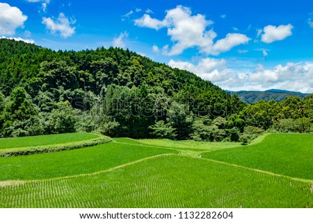 Rice terrace in Izu city, Shizuoka prefecture