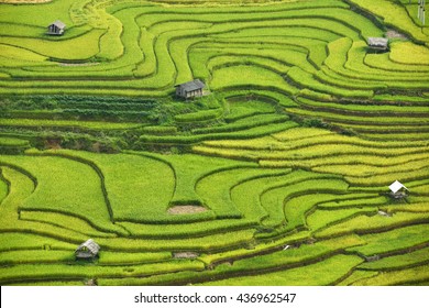 Rice terrace in northeast region of Vietnam