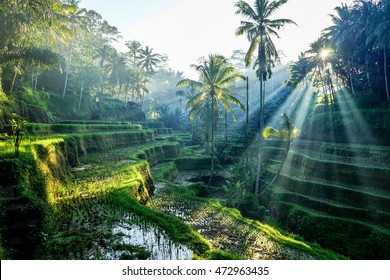 Rice Terraces
Bali