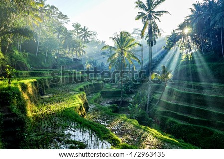Rice Terraces
Bali