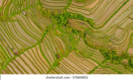 Rice terraces in Bali. Aerial view.