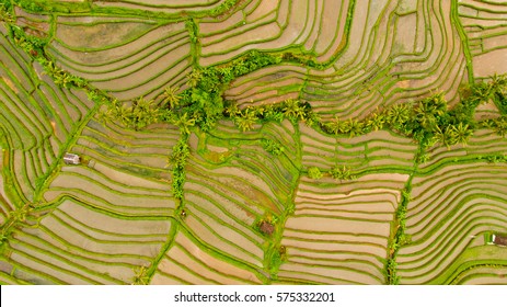 Rice terraces in Bali. Aerial view.