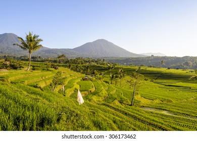 Rice Terraces Of Jatiluwih, Bali