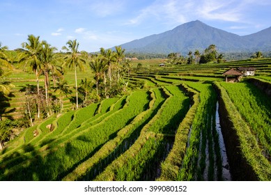 Rice Terraces Of Jatiluwih, Bali