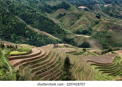 Rice Terraces Of The Mainland, China