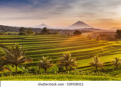 Rice terraces in mountains at sunrise, Bali Indonesia