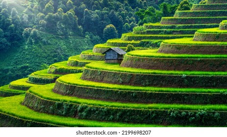 Rice Terraces In Mu Cang Chai, Vietnam.