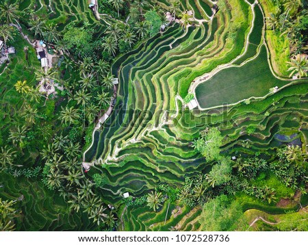 Rice terraces photos from the height, bali, indonesia, ubud, the geometry of the rice field