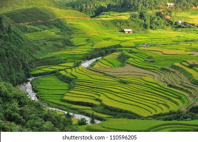 Rice Terraces In Sapa, Vietnam