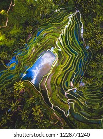 Rice Terraces Top View, Bali