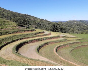 Rice Terracing Is A Conservation Method By Making Terraces To Reduce The Length Of The Slope, Retain Water So That It Reduces The Speed And Amount Of Surface Runoff.