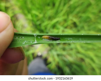 Rice Tree Was Attacked By Plant Diseases 