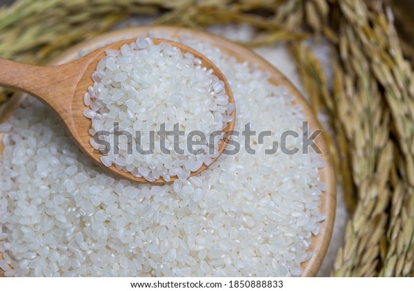Rice used for sushi. Short Grain Sushi\
Koshihikari Rice. High resolution.  rice grains healthy food on\
white background
